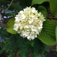 オオデマリの画像