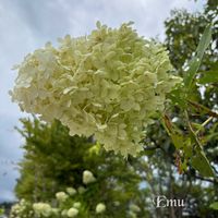 ヒサカキ,ヒサカキ,アベリア “ホープレイズ” ,アベリア “ホープレイズ” ,ノリウツギ・ライムライトの画像