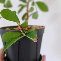 アセロラ,つぼみ,つぶやき,北海道,ありがとうの画像