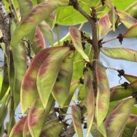 ハナズオウ,マツバボタン,マツバボタン,シロバナハナズオウ,サオトメバナの画像