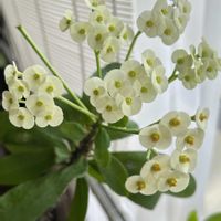 ハナキリン,白花,マダガスカル原産,トウダイグサ科の画像