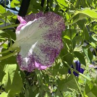 アサガオ,サルスベリ,朝顔,バタフライピー,バタフライピーの画像