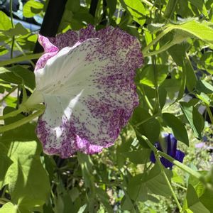 アサガオ,サルスベリ,朝顔,バタフライピー,バタフライピーの画像