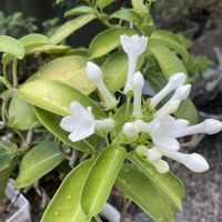 マダガスカルジャスミン,マダガスカルジャスミン,庭の花の画像