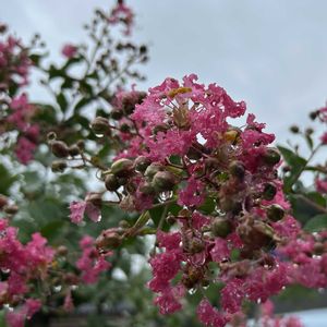 サルスベリ,百日紅,マイガーデン,夏の花,シンボルツリーの画像