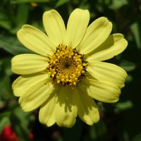 ジニア（百日草）の画像