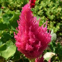 ケイトウの画像