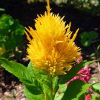 ケイトウの画像