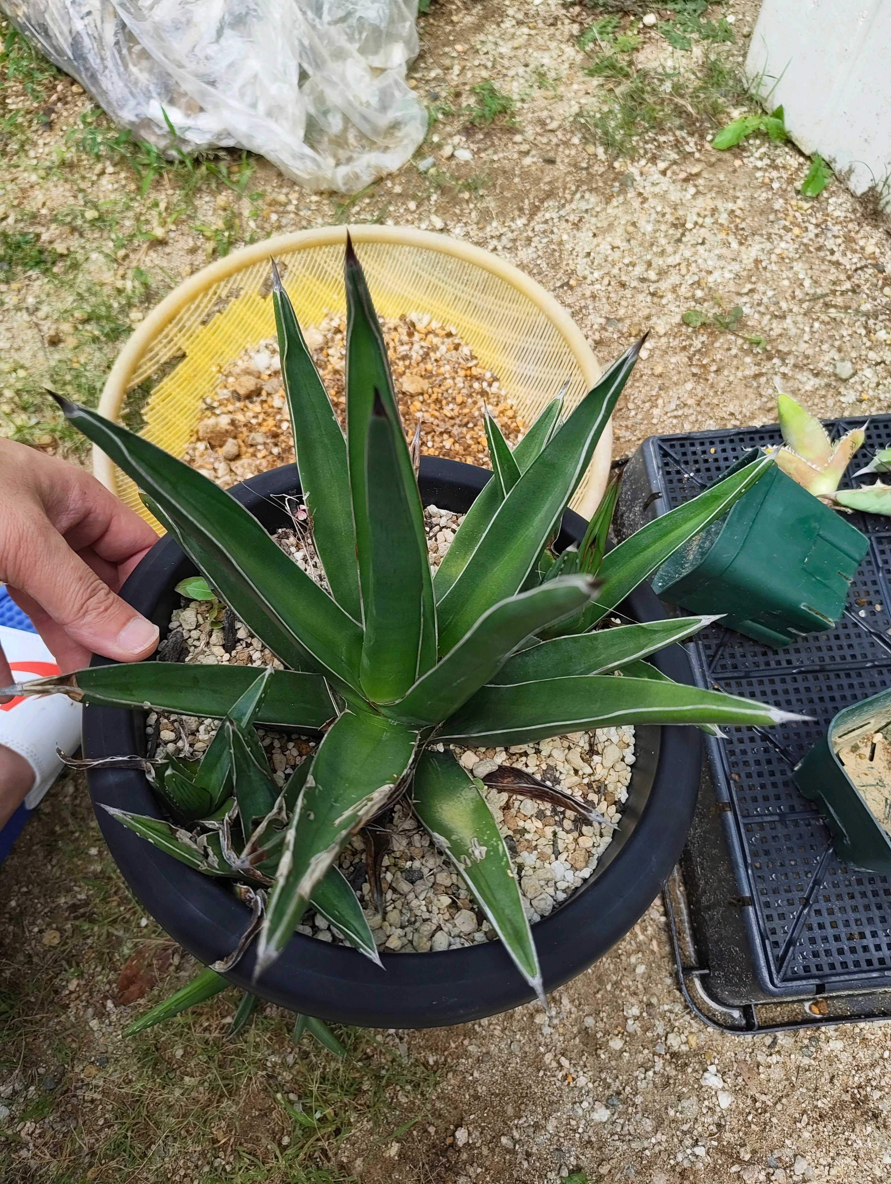 アガベ ピンチラの一覧｜🍀GreenSnap（グリーンスナップ）