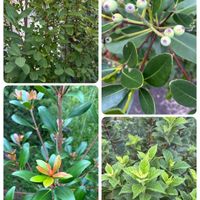 サルスベリ,シャリンバイ,ユスラウメ,ビバーナム ティヌス,利休梅の画像