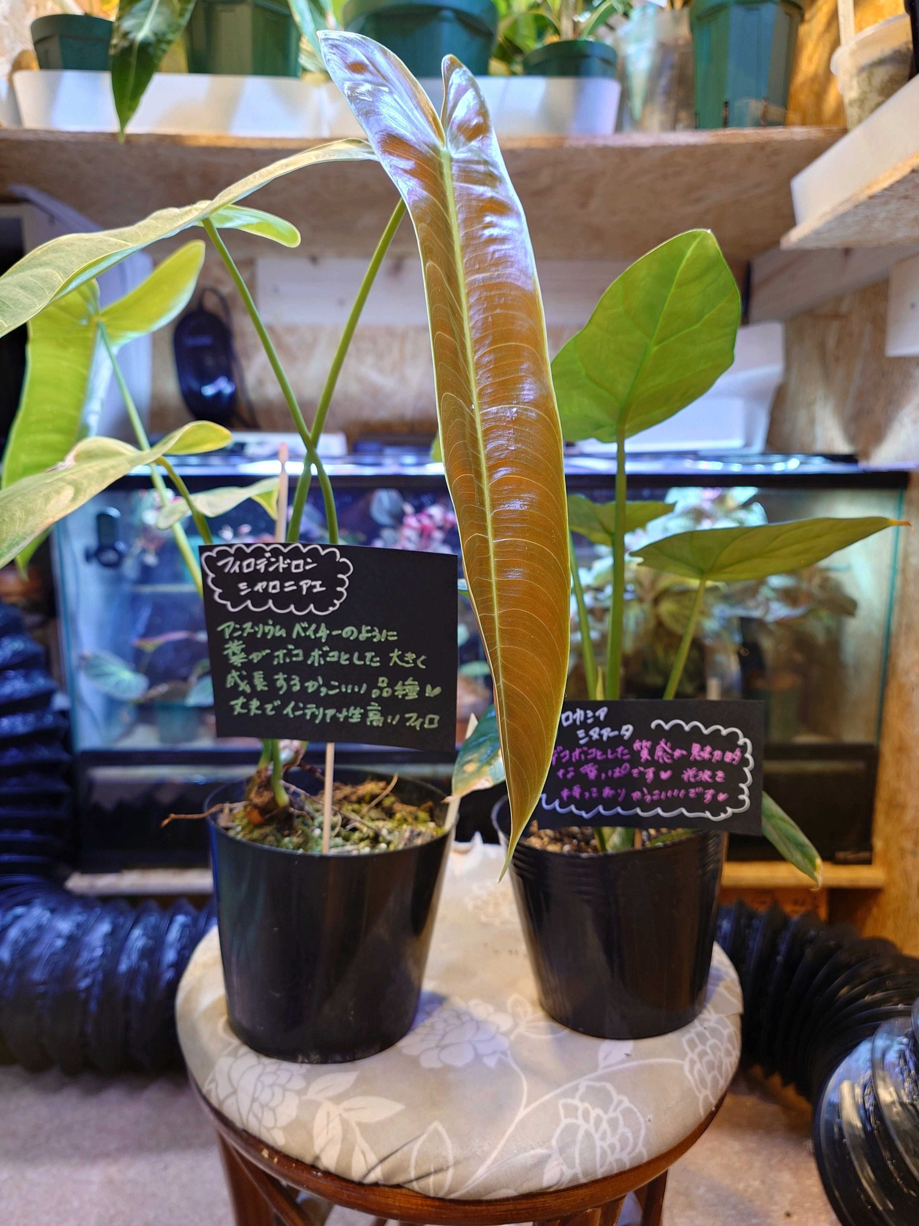 超希少❗️フィロデンドロン　シャロニアエ✨ フィロデンドロン シャロニアエ Philodendron sharoniae