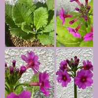 クリンソウ,アッツ桜,山野草,花のある暮らし,季節外れの画像