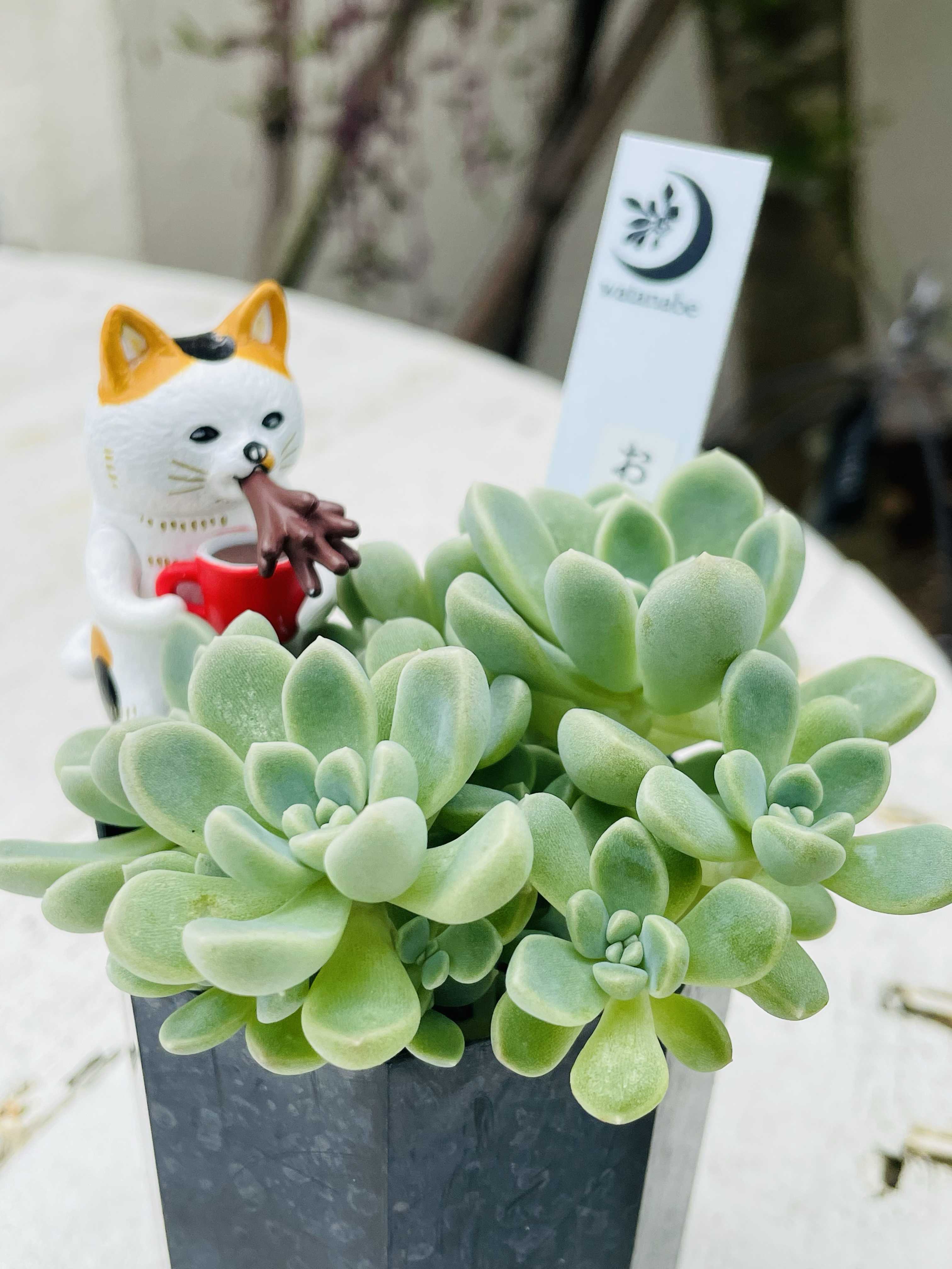 つぶつぶ屋の一覧｜🍀GreenSnap（グリーンスナップ）