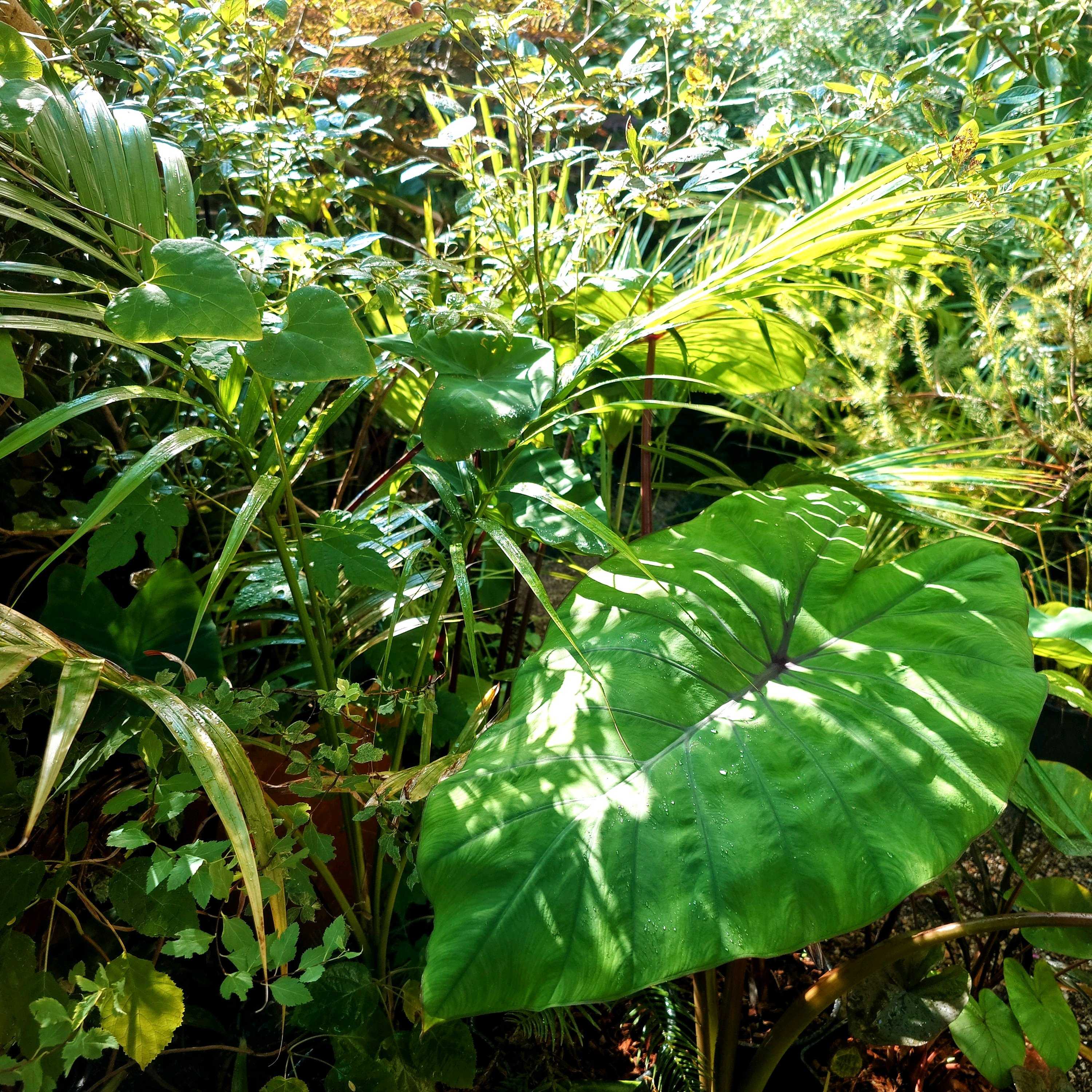 ブラヘア　カルカレア ブラヘア カルカレアの一覧｜🍀GreenSnap（グリーンスナップ）