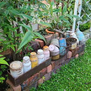 今庭,ガーデニング,ナチュラルガーデン,お庭,マイガーデンの画像