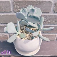 嫁入り娘,銀波錦,福娘,寄せ植え,多肉植物の画像