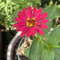 ゴーヤ,ゴーヤ,ポインセチア,ポインセチア,パセリの画像