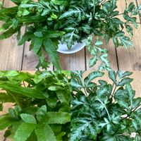 プテリス,グリーンに癒されて,my plants,おうち園芸の画像