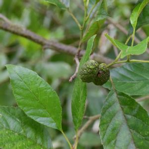 ハンノキ,ハンノキ,公園の画像