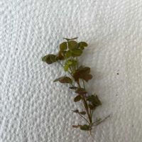 キュウリグサの画像