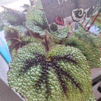 ベゴニア,レックスベゴニア,レックス　ベゴニア,ベゴニア　マソニアナ　シルバー,ベゴニア・マッソニアーナの画像