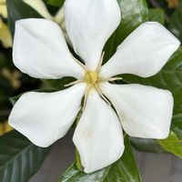 アブチロン,クチナシ,クチナシ,アメリカハマグルマ,クチナシの新芽の画像
