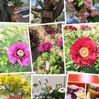 サクラ,ボタン,ボタン,思い出,愛知豊明花き地方卸売市場の画像