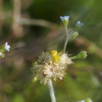 キュウリグサ,ハハコグサ,山野草の画像