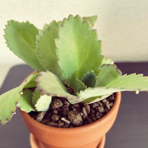 セイロンベンケイソウ,多肉植物,室内組,拾い物の画像