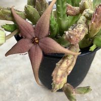 スタペリア,スタペリア アンゴレンシス,ガガイモ科,ガガイモの花,お花咲かせ隊の画像