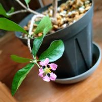 アセロラ,つぶやき,北海道,ありがとう,日常に感謝の画像