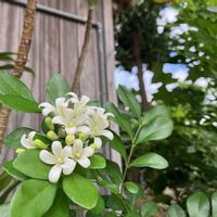 ゲッキツの画像