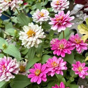 ヒャクニチソウ,大輪ジニアザハラ・ラズベリーリップル,花のある暮らし,今日のお花,自宅にての画像