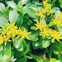 キリンソウ,キリンソウ,黄輪草,麒麟草(きりんそう),多肉植物の画像