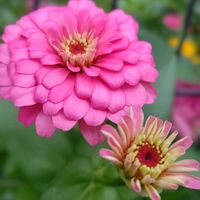 ジニア,ヒャクニチソウ,ジニア（百日草）,ピンクの花,今日のお花の画像