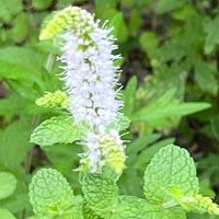 スペアミント,ハーブ,白い花,良い香り,iPhone撮影の画像