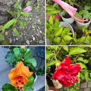 ハイビスカス,ハイビスカス,ハイビスカス レッドフラミンゴ,ハイビスカス レッドフラミンゴ,ハイビスカス ピンクバタフライの画像