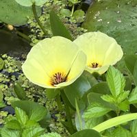 ウォーターポピー,コシガヤホシクサ,シロバナナガバノイシモチソウ,筑波実験植物園,元気モリモリの画像