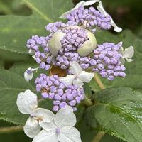 タマアジサイ,山野草,白河市天狗山,自然は面白い,里山での出会い❁¨̮の画像