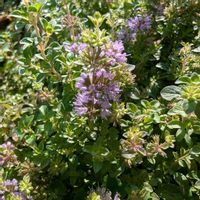 ペニーロイヤルミント,グランドカバー,畑の画像