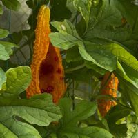 パセリ,ゴーヤの実,キアゲハの幼虫,キアゲハの幼虫,キアゲハ 蛹の画像