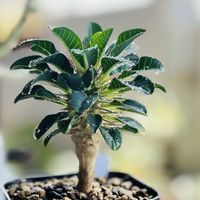 ユーフォルビア属,ユーフォルビア・ギラウミニアナ,ユーフォルビア・ギラウミニアナ,Euphorbia guillauminiana,多肉植物の画像
