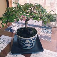 デスク,和室の画像