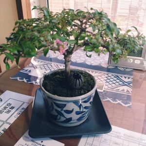 デスク,和室の画像