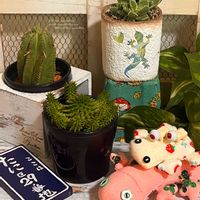 ドラゴンボール,フォーカリア,スザンナエ,フォーカリア四海波,瑠璃光の画像