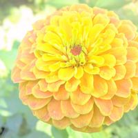 ジニア,ヒャクニチソウ,百日草,百日草（ジニア）,お花の画像