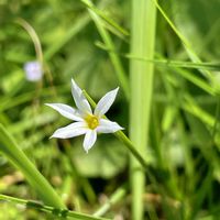 ニワゼキショウ,セッカニワゼキショウの画像