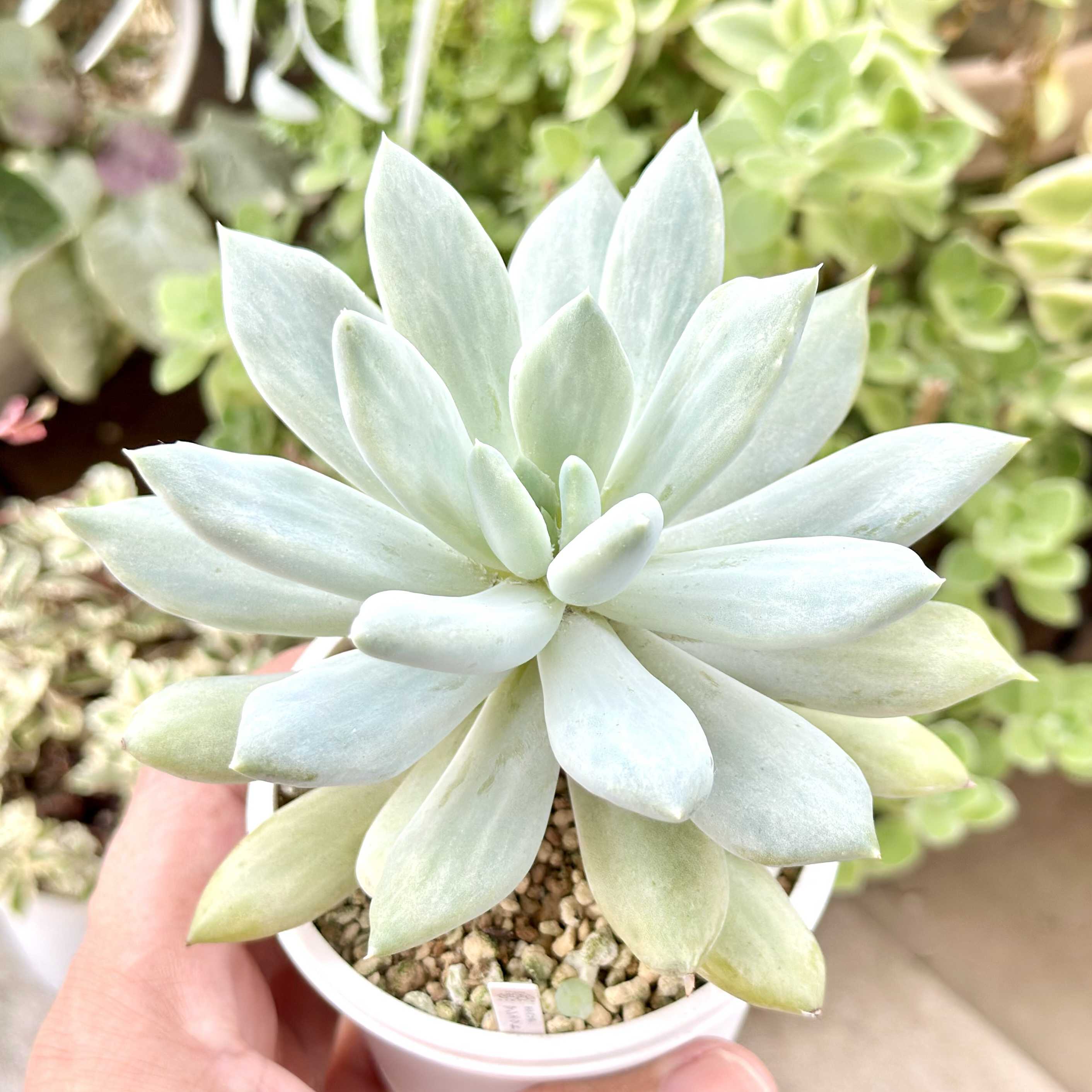 【渥美園芸苗@1100】モンロー × ローラ 渥美園芸苗@1100】モンロー × ローラ