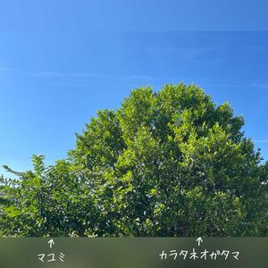 カラタネオガタマ,マユミの画像