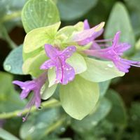 オレガノ ケントビューティー,挿し芽に挑戦,すずしげ〜,小さな庭の画像